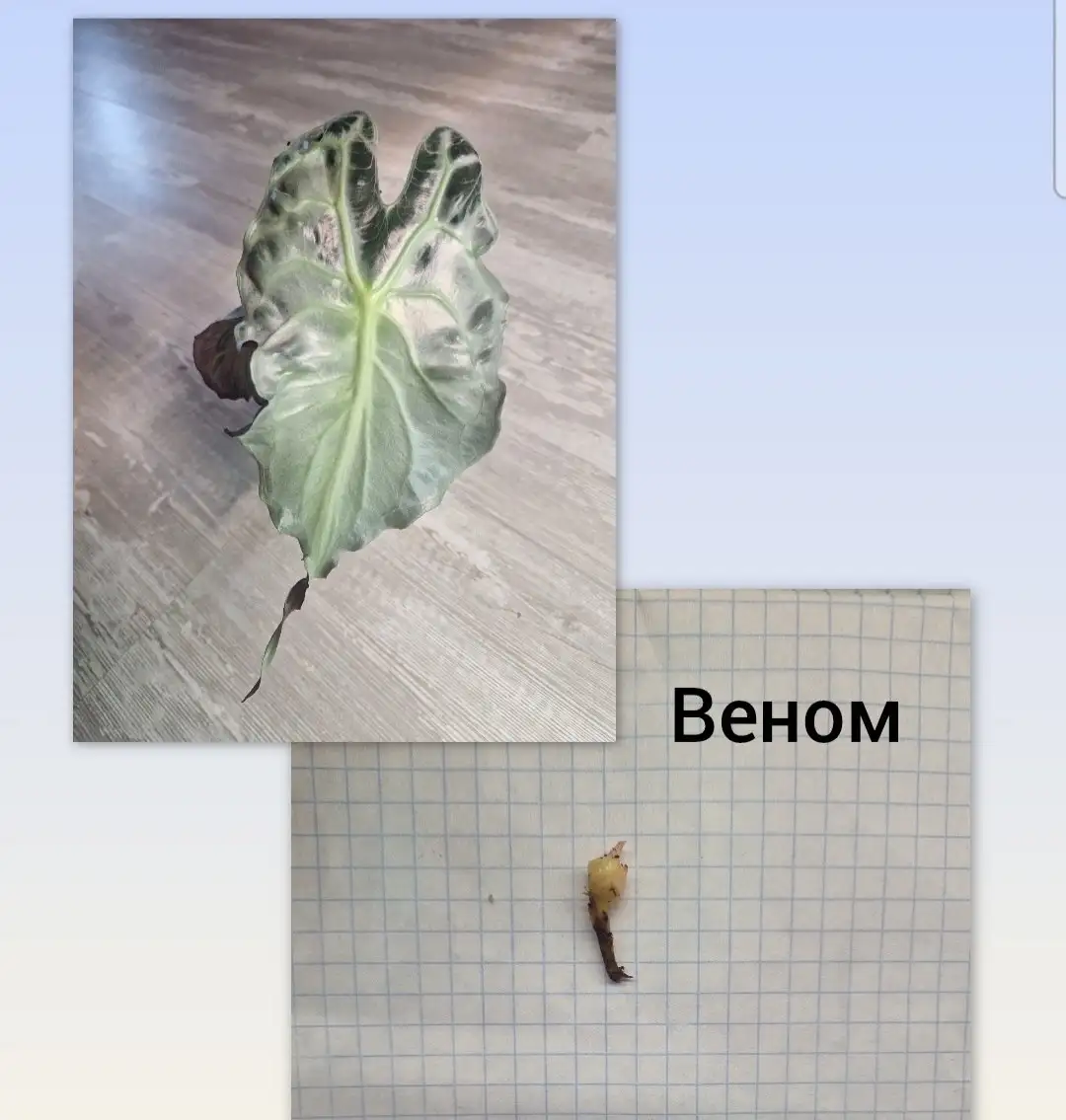 Продажа комнатного растения Веном - Комнатные растения (Хобби и отдых) в Барнаул