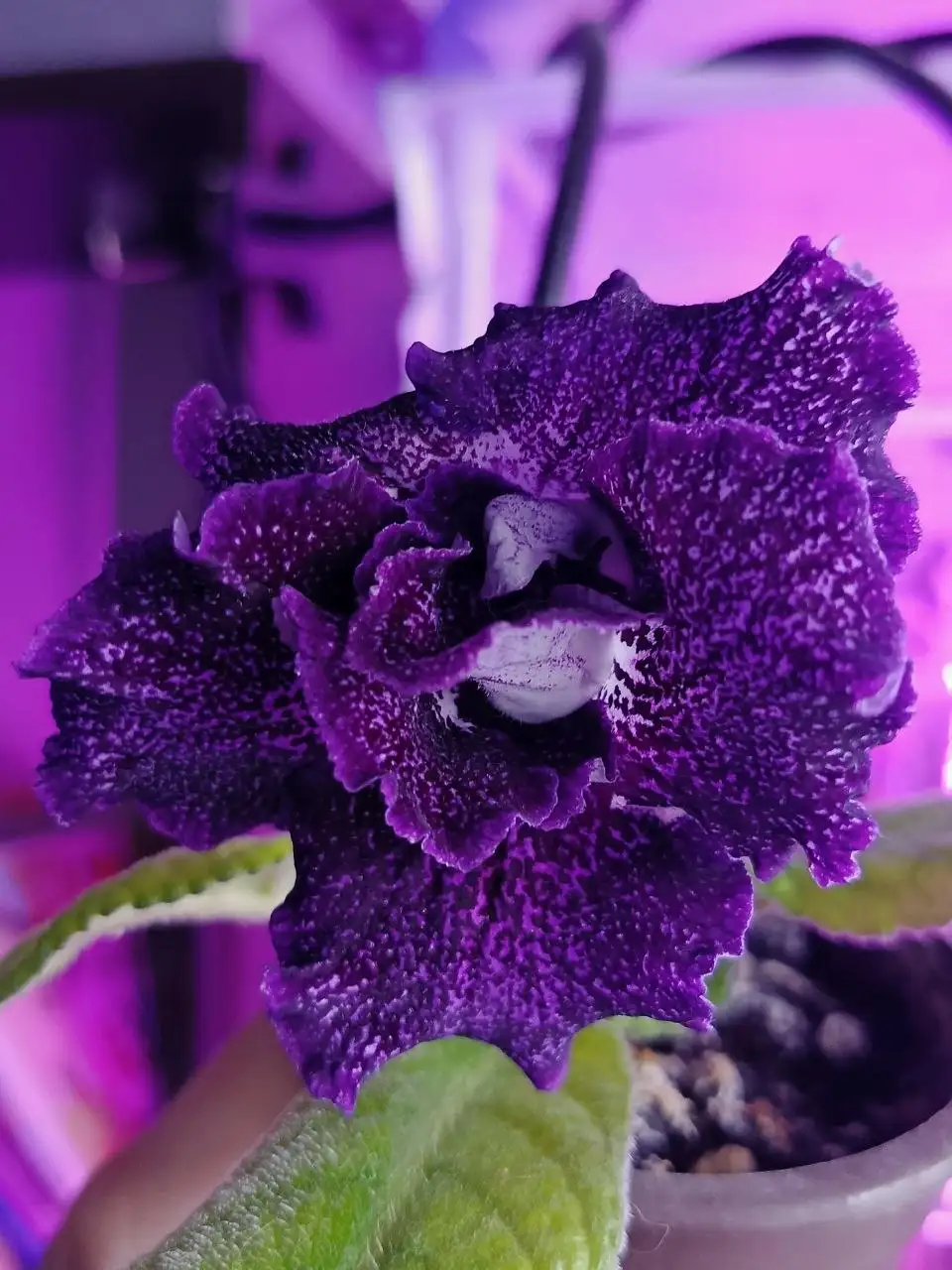 Стрептокарпус soul - Комнатные растения (Хобби и отдых) в Красноярск