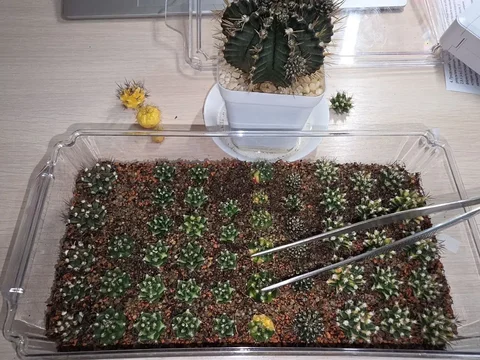 Продажа комнатных растений и рассады в Красноярске - Лотерея в Красноярск