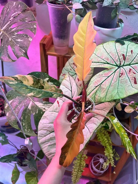 Карамелька комнатное растение на укоренении - Лотерея в Красноярск