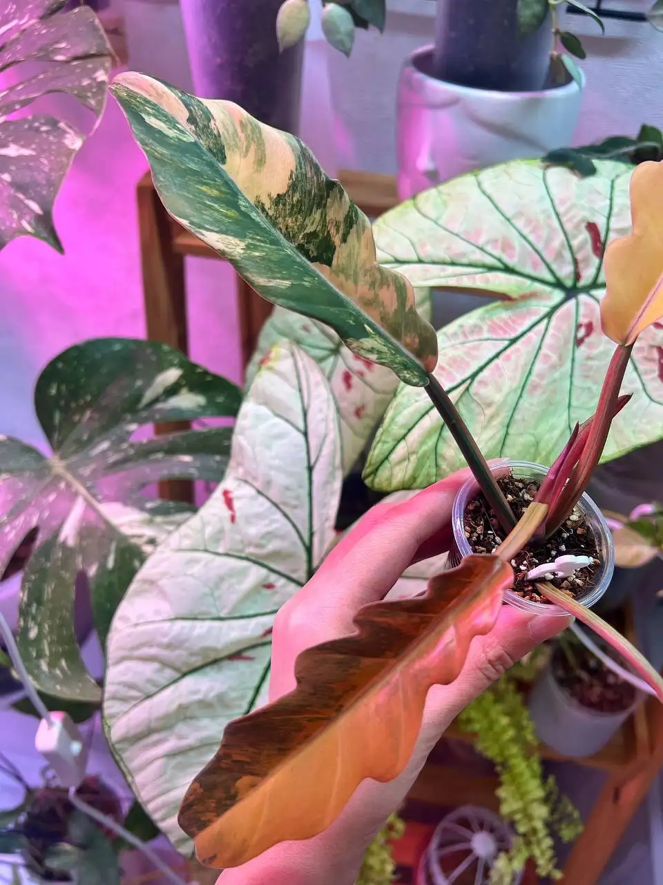 Карамелька комнатное растение на укоренении - Комнатные растения (Хобби и отдых) в Красноярск