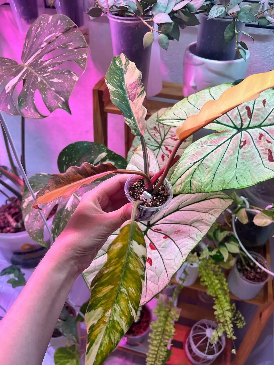 Карамелька комнатное растение на укоренении - Комнатные растения (Хобби и отдых) в Красноярск