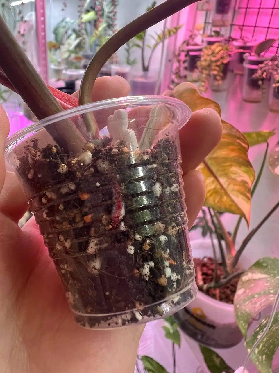 Карамелька комнатное растение на укоренении - Комнатные растения (Хобби и отдых) в Красноярск