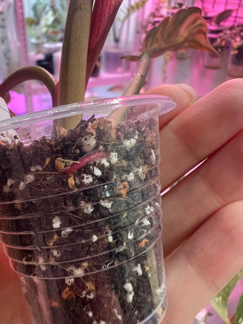 Карамелька комнатное растение на укоренении - Комнатные растения (Хобби и отдых) в Красноярск