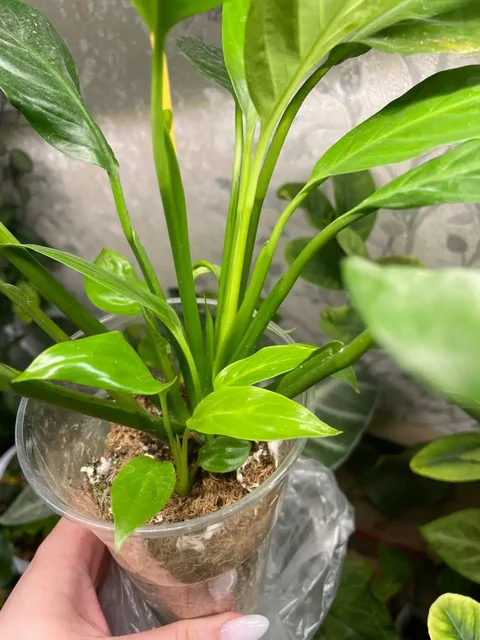 Спатифиллум неон с тремя детками - Лотерея в Красноярск