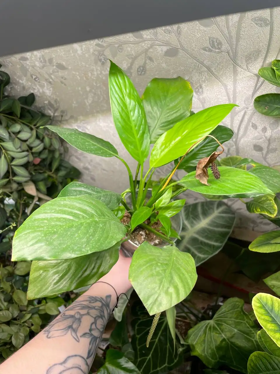 Спатифиллум неон с тремя детками - Комнатные растения (Хобби и отдых) в Красноярск