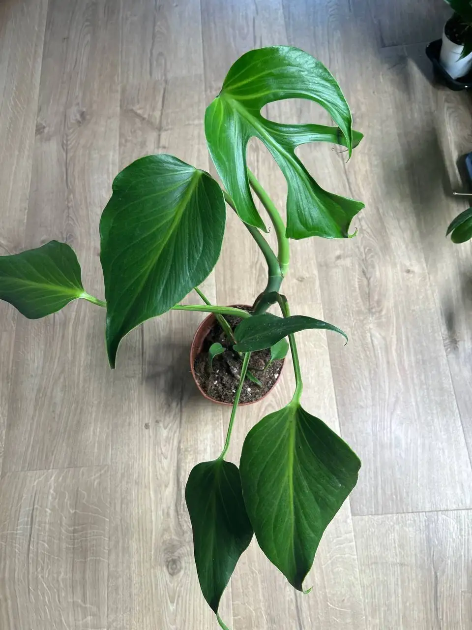 Монстера бурле Макс флейм - Комнатные растения (Хобби и отдых) в Красноярск