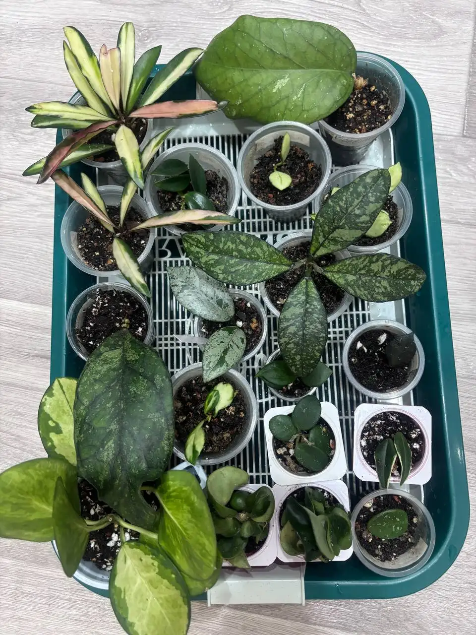 Продажа комнатных растений Хойя - Комнатные растения (Хобби и отдых) в Красноярск