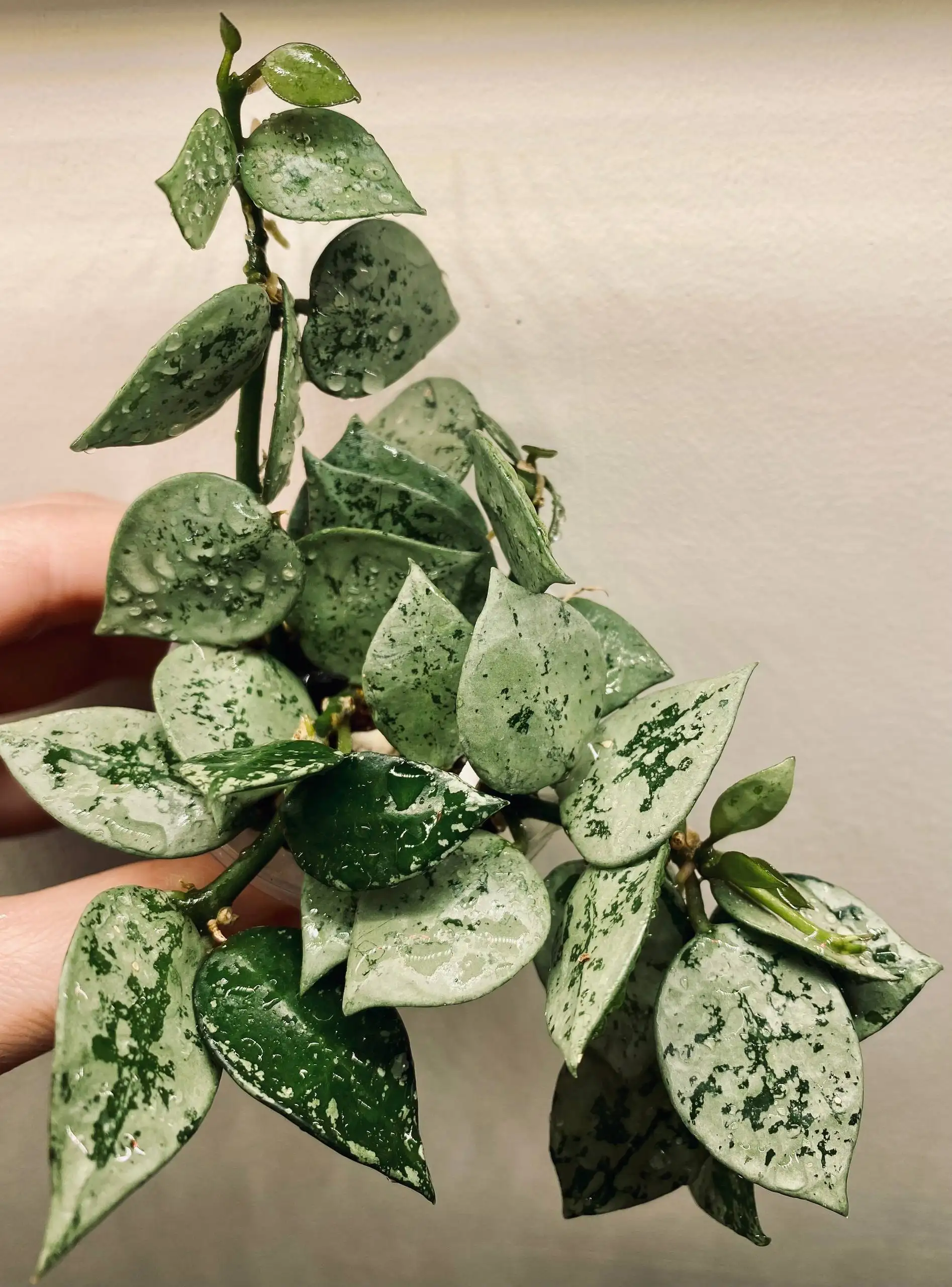 Лакуноза Эскимо Сильвер - укорененная с точками роста - Комнатные растения (Хобби и отдых) в Красноярск