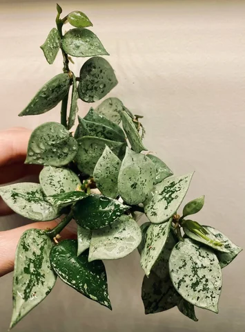 Лакуноза Эскимо Сильвер - укорененная с точками роста - Лотерея в Красноярск