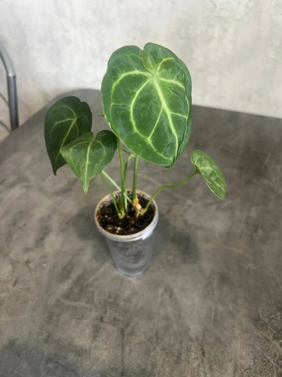 Антуриум кларинервиум - Комнатные растения (Для дома и дачи) в Красноярск
