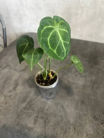 Антуриум кларинервиум - Двери и окна в Красноярск