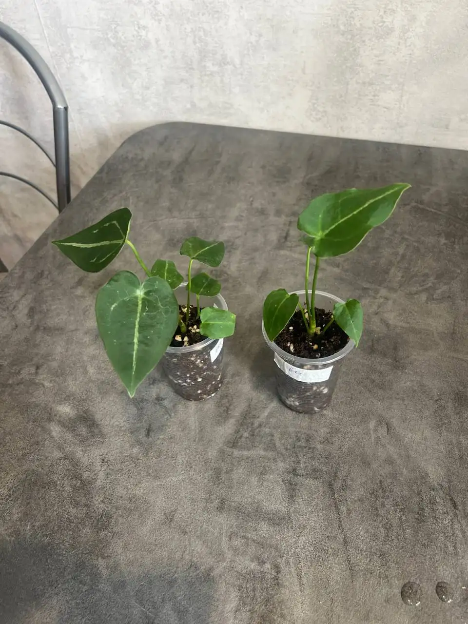 Антуриум форгети - Комнатные растения (Хобби и отдых) в Красноярск