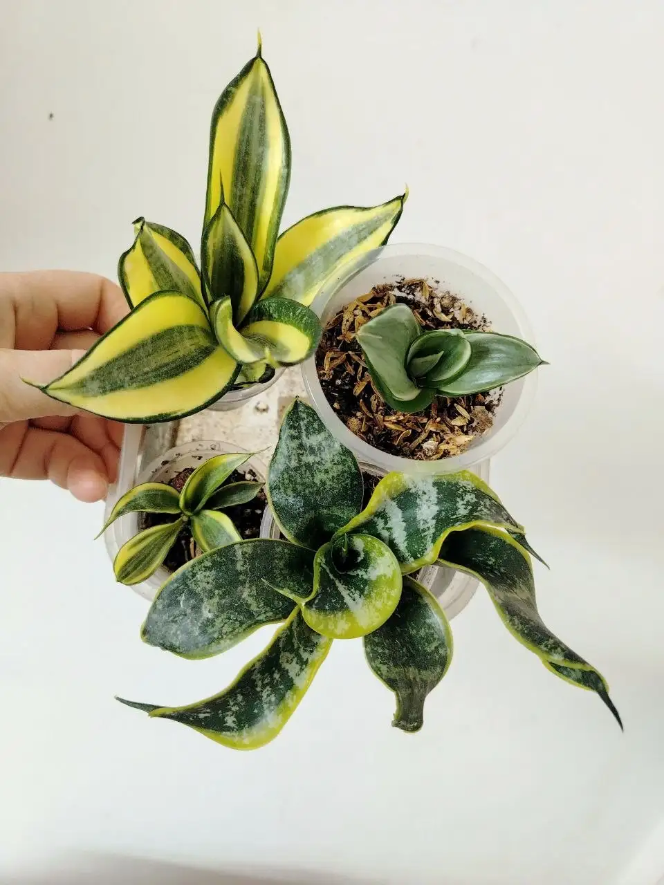 Набор сансевиерий Ханни различных сортов - Комнатные растения (Хобби и отдых) в Красноярск