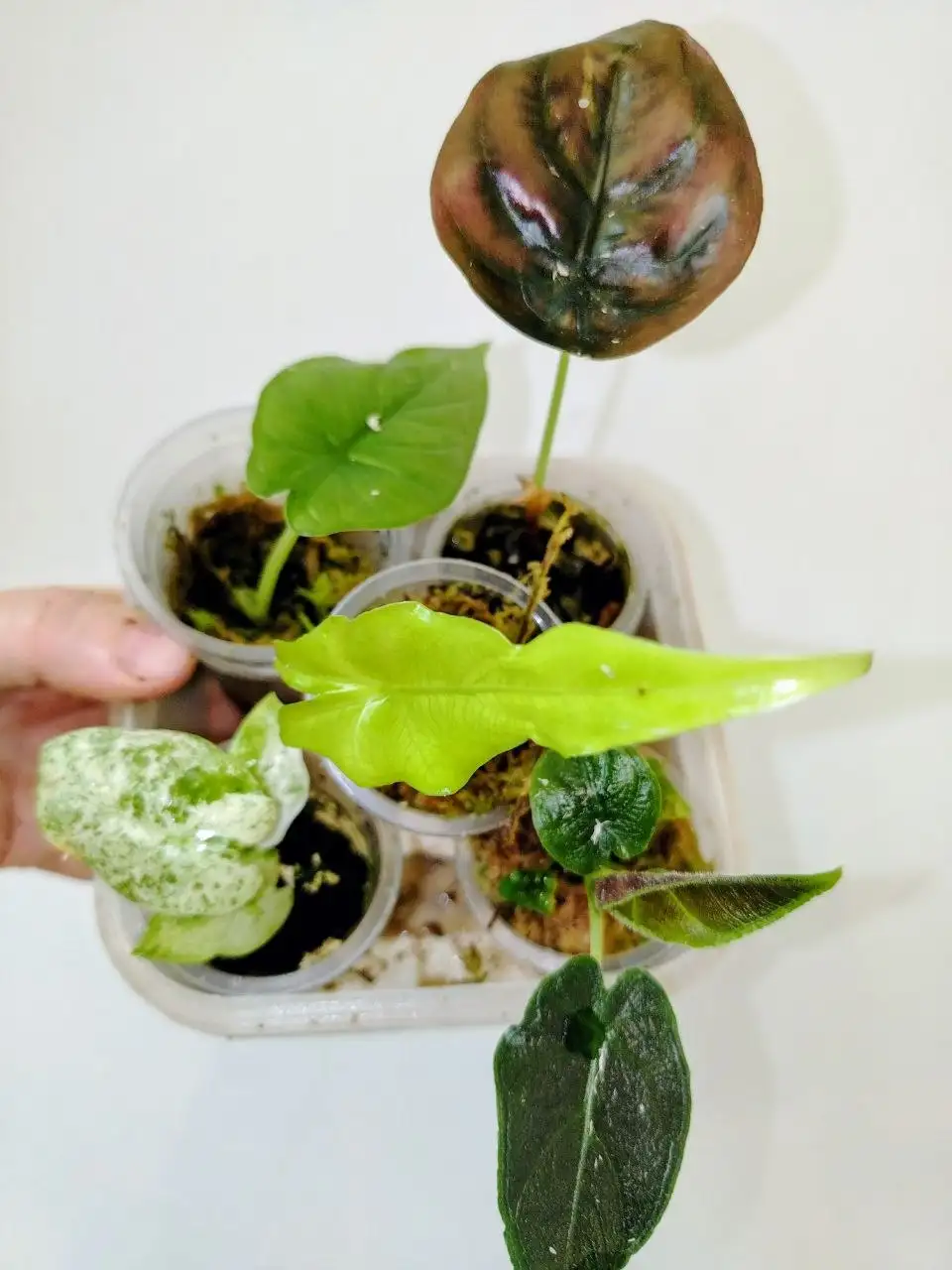 Продажа клубней деток алоказий различных сортов - Комнатные растения (Хобби и отдых) в Красноярск