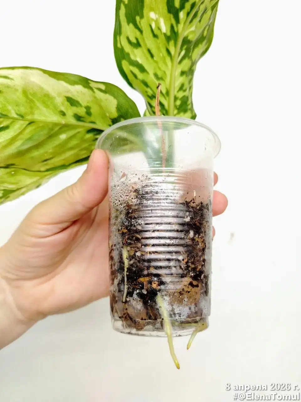 Диффенбахия детка в Красноярске - Комнатные растения (Хобби и отдых) в Красноярск