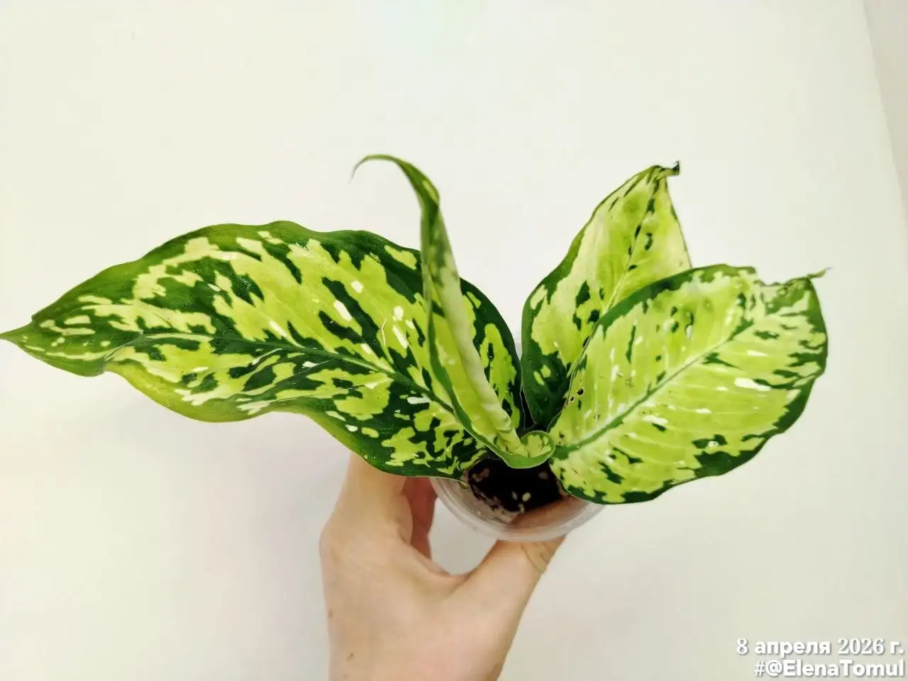 Диффенбахия детка в Красноярске - Комнатные растения (Хобби и отдых) в Красноярск