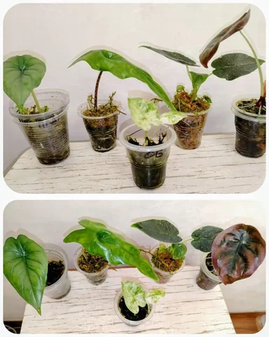 Набор комнатных растений алоказий - Лотерея в Красноярск