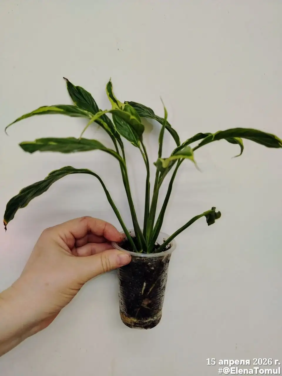 Спатифиллум Дели Индонезия укоренившийся - Комнатные растения (Барахолка) в Сосновоборск