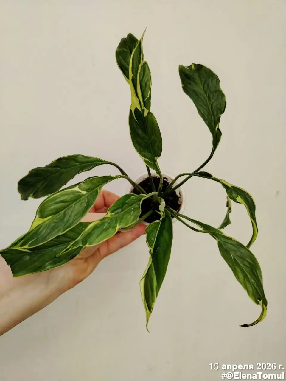 Спатифиллум Дели Индонезия укоренившийся - Комнатные растения (Барахолка) в Сосновоборск