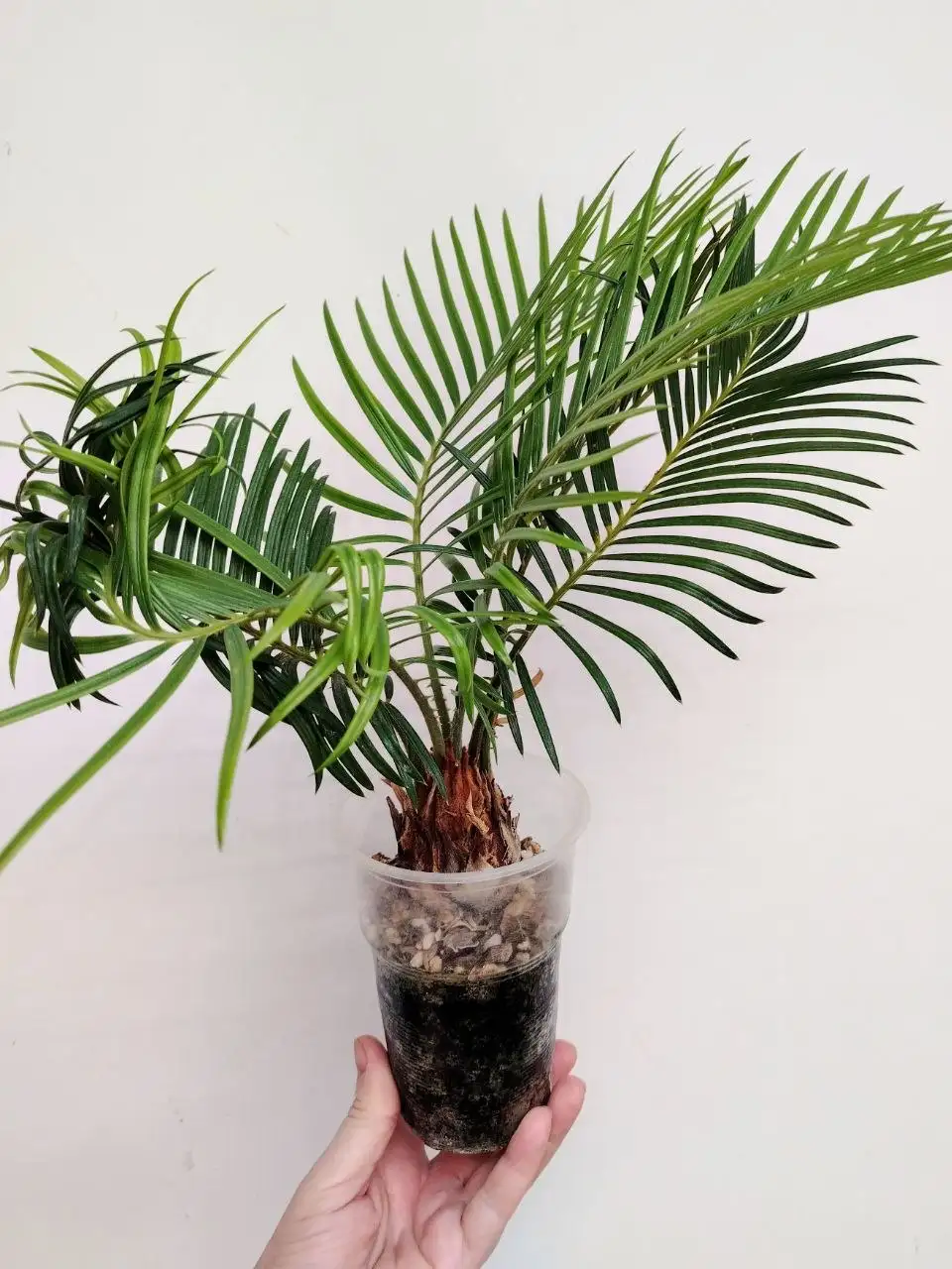 Саговник Цикас комнатные растения - Комнатные растения (Хобби и отдых) в Красноярск