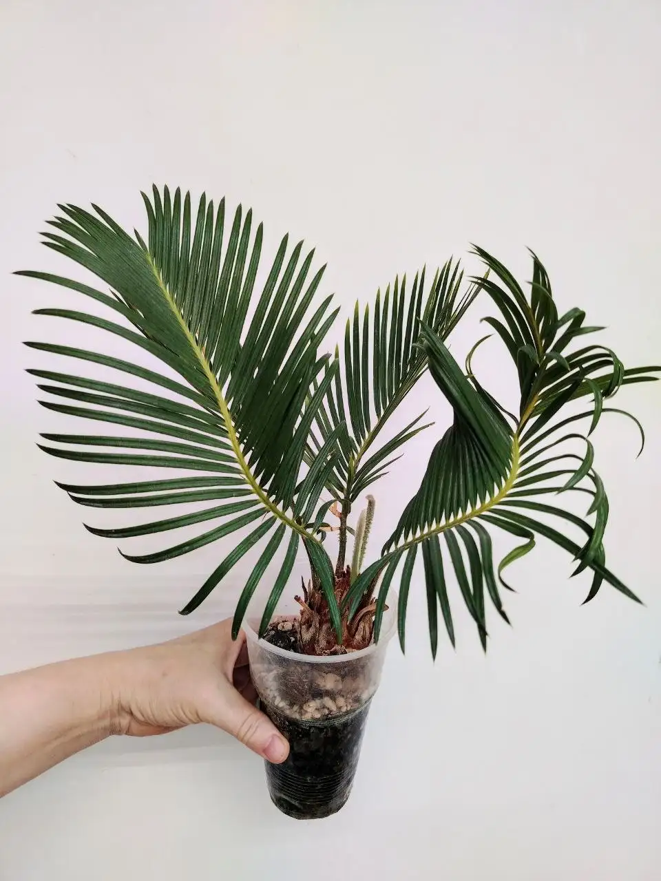 Саговник Цикас комнатные растения - Комнатные растения (Хобби и отдых) в Красноярск