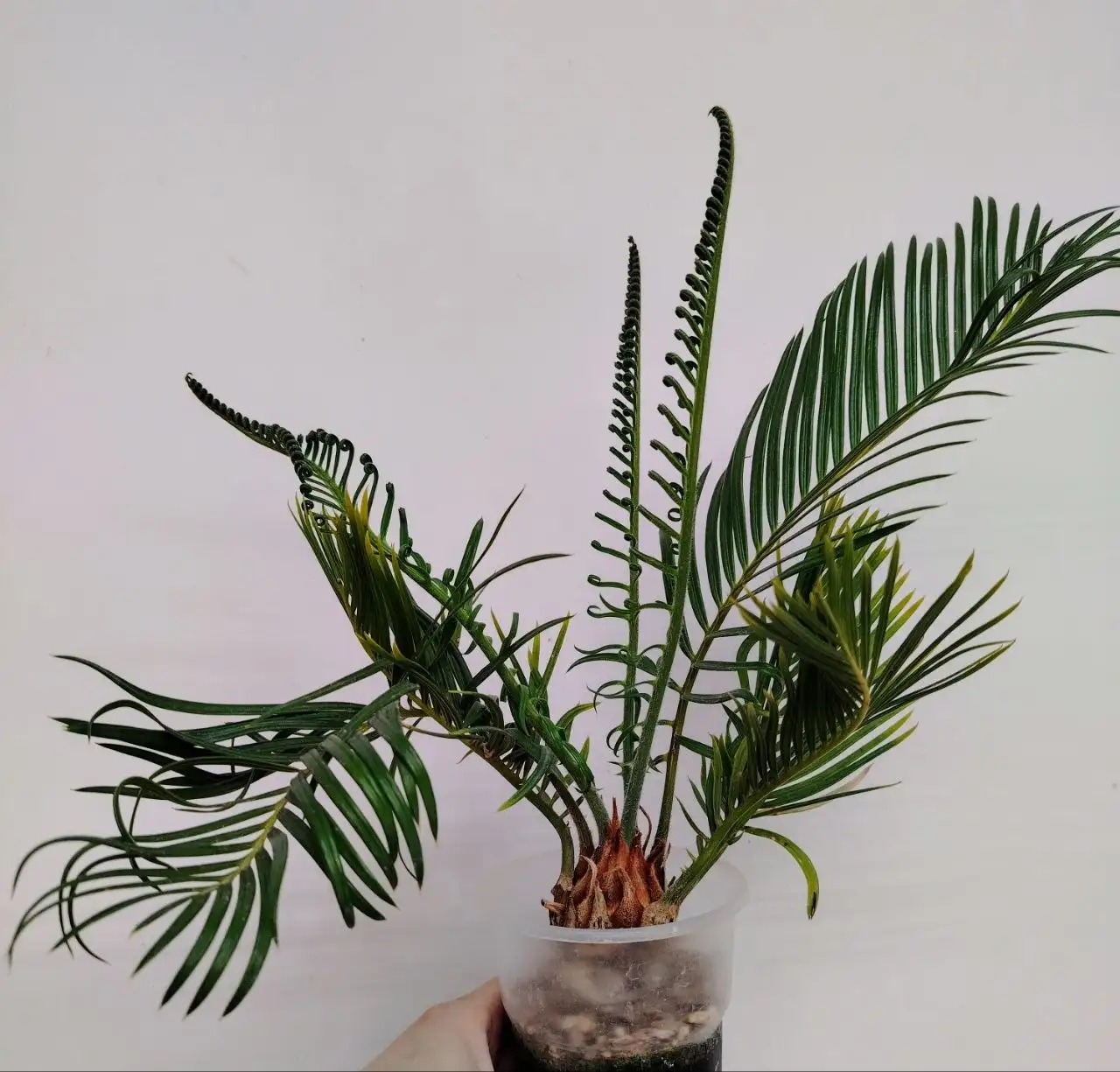 Саговник Цикас комнатные растения - Комнатные растения (Хобби и отдых) в Красноярск