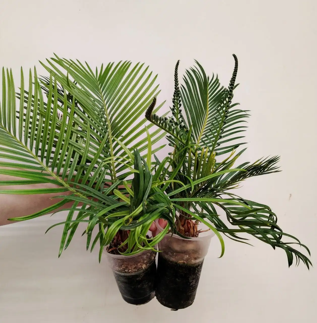 Саговник Цикас комнатные растения - Комнатные растения (Хобби и отдых) в Красноярск