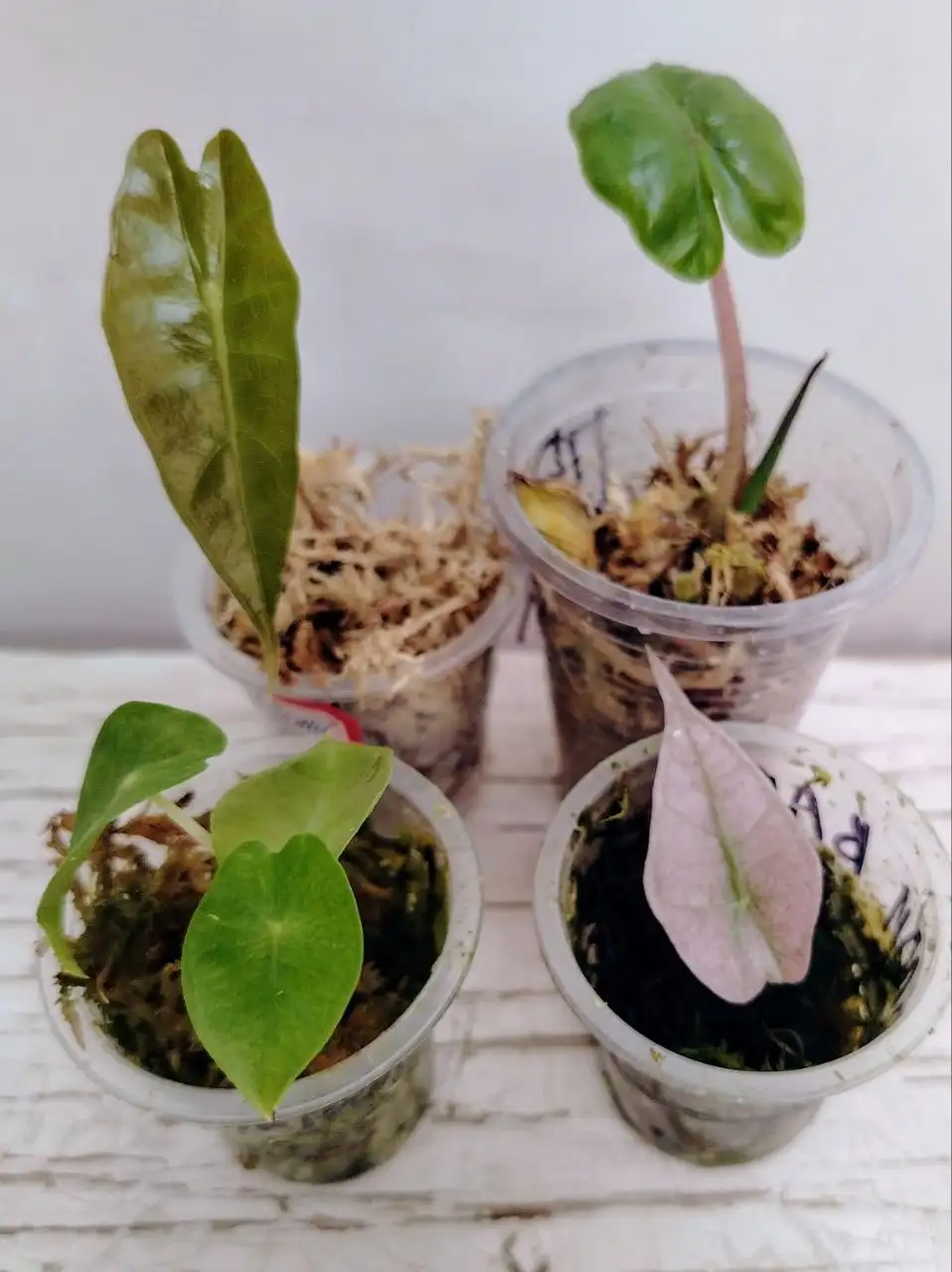 Набор деток алоказий из клубней - Комнатные растения (Хобби и отдых) в Красноярск