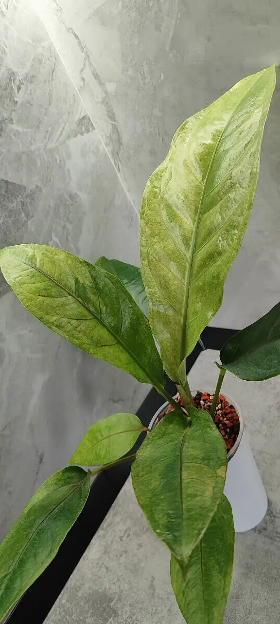 Антуриум взрослое домашнее растение - Комнатные растения (Хобби и отдых) в Красноярск