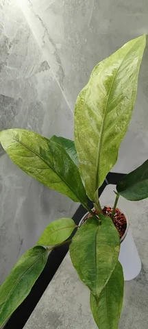 Антуриум взрослое домашнее растение - Лотерея в Красноярск