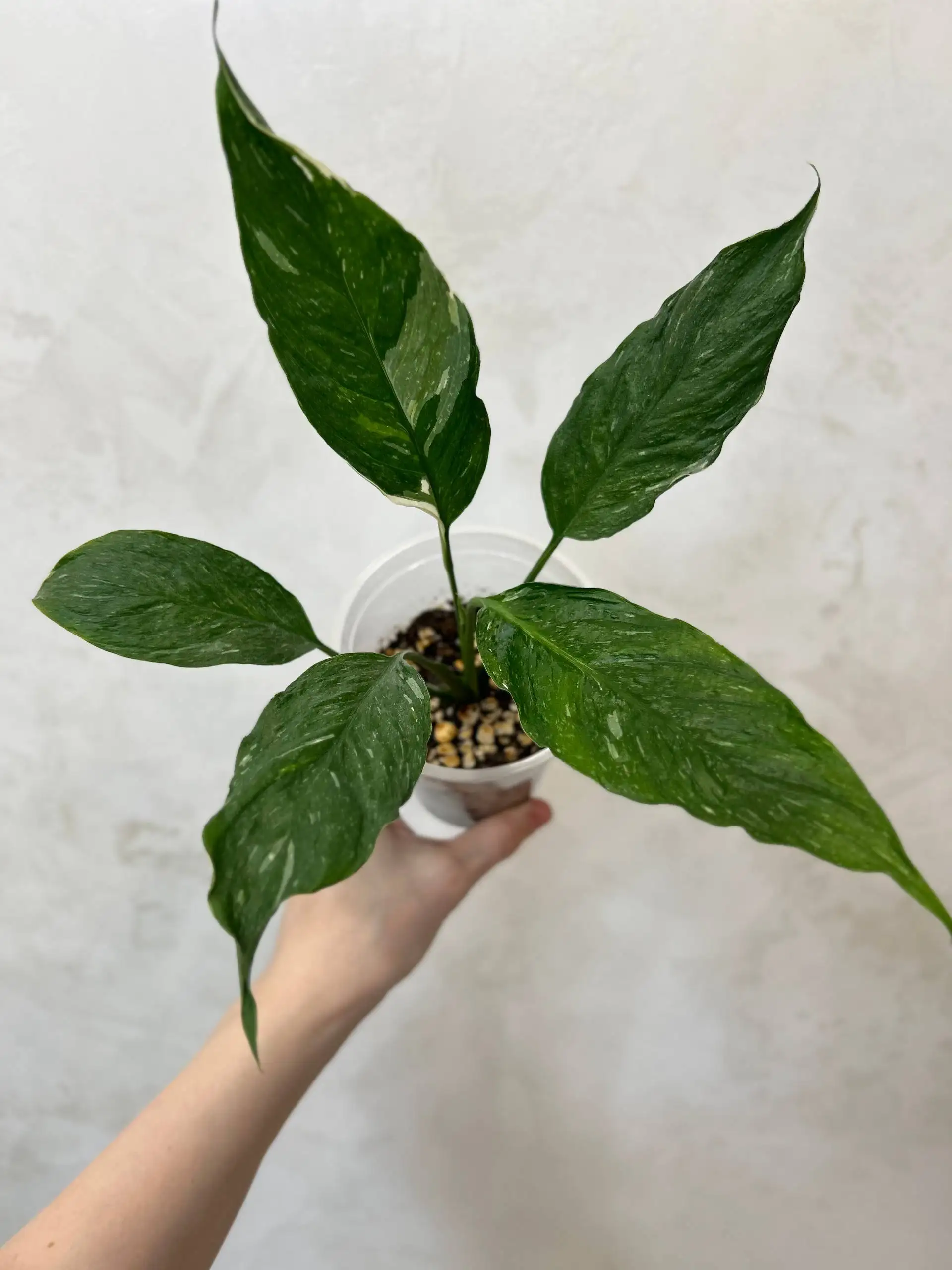 Спатифиллум Джемини - Комнатные растения (Барахолка) в Красноярск