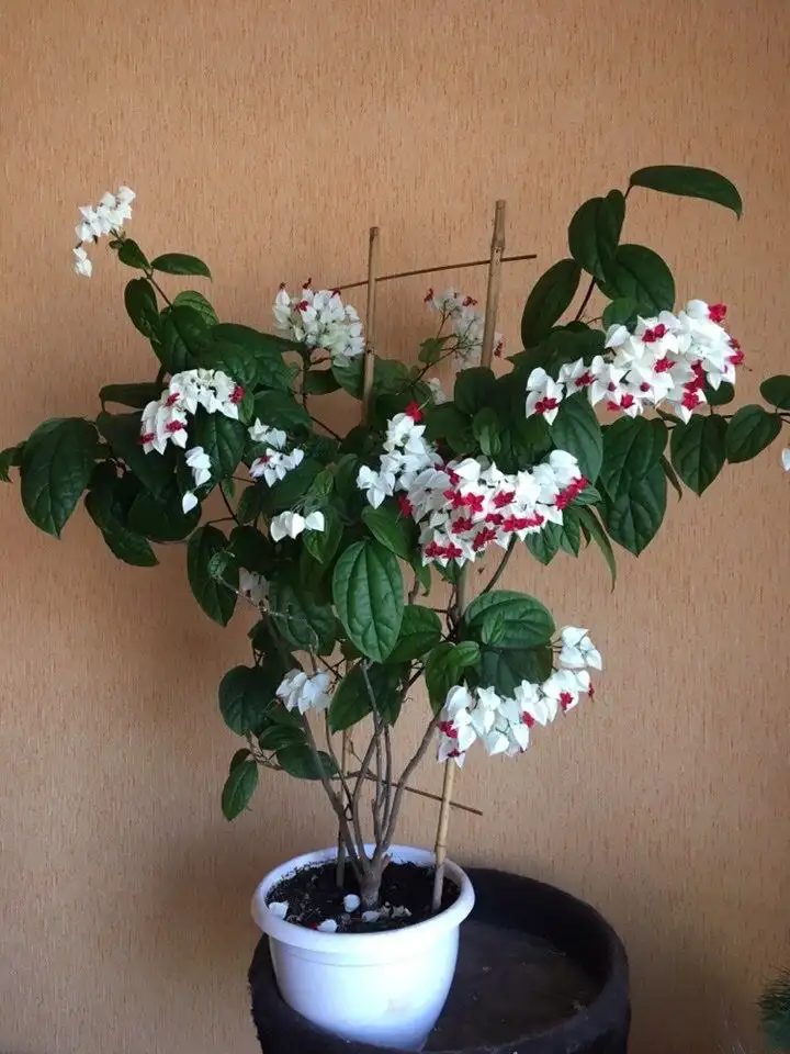 Клеродендрум Томпсона - молодые растения - Комнатные растения (Хобби и отдых) в Красноярск