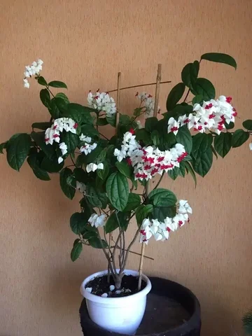 Клеродендрум Томпсона - молодые растения - Лотерея в Красноярск