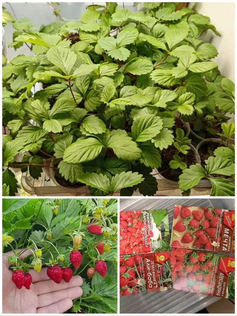 Продажа подвесов, рассады земляники, кашпо, сеянцев дисхидии, комнатной розы, серег и кафф - Барахолка в Красноярск