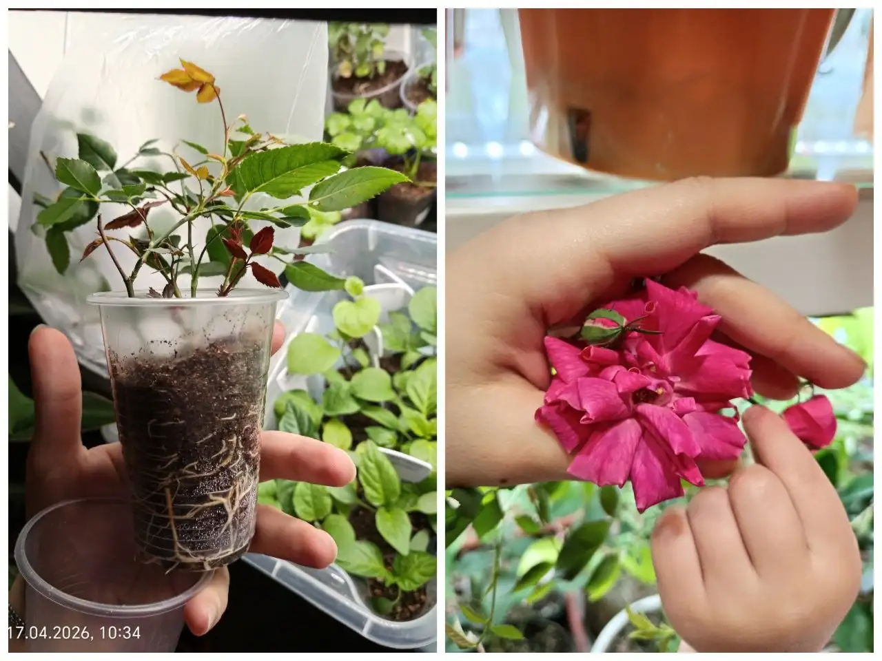 Продажа подвесов, рассады земляники, кашпо, сеянцев дисхидии, комнатной розы, серег и кафф - Барахолка в Красноярск