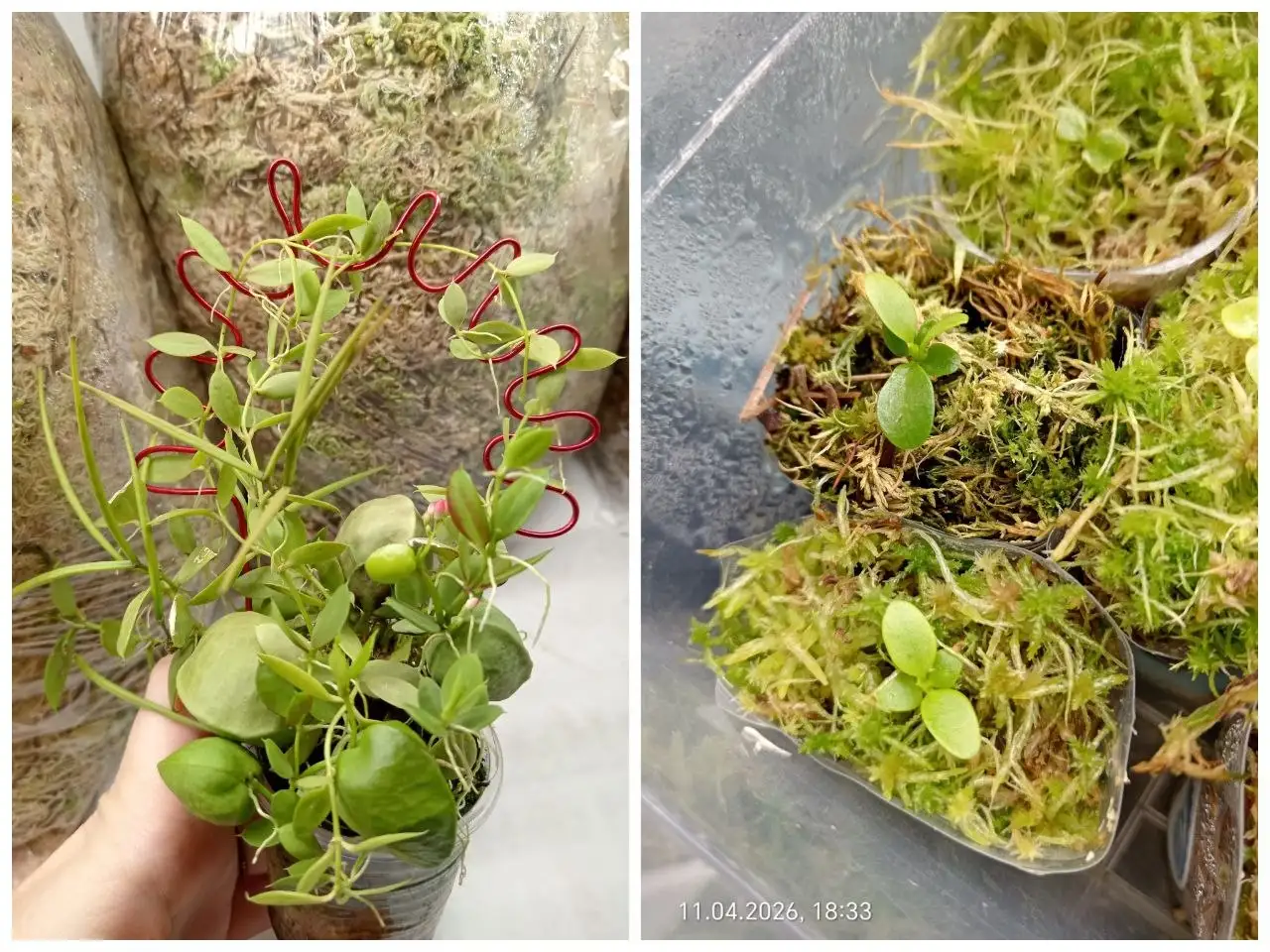 Продажа подвесов, рассады земляники, кашпо, сеянцев дисхидии, комнатной розы, серег и кафф - Барахолка в Красноярск