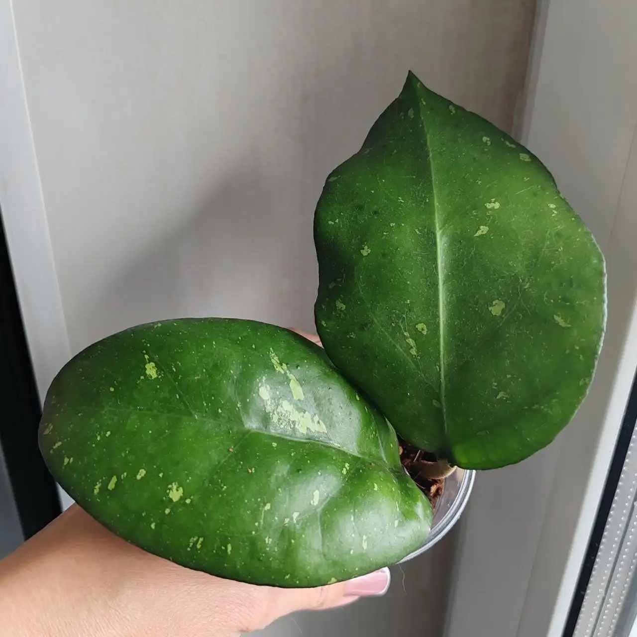 Хойя JOY, 2 черенка в стакане - Комнатные растения (Хобби и отдых) в Красноярск