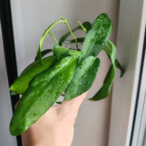 Хойя, 4 отростка в стакане - Лотерея в Красноярск