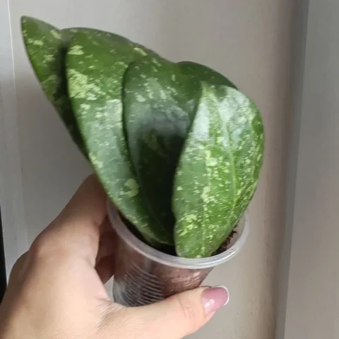 Хойя Мизель 4 отростка - Лотерея в Красноярск