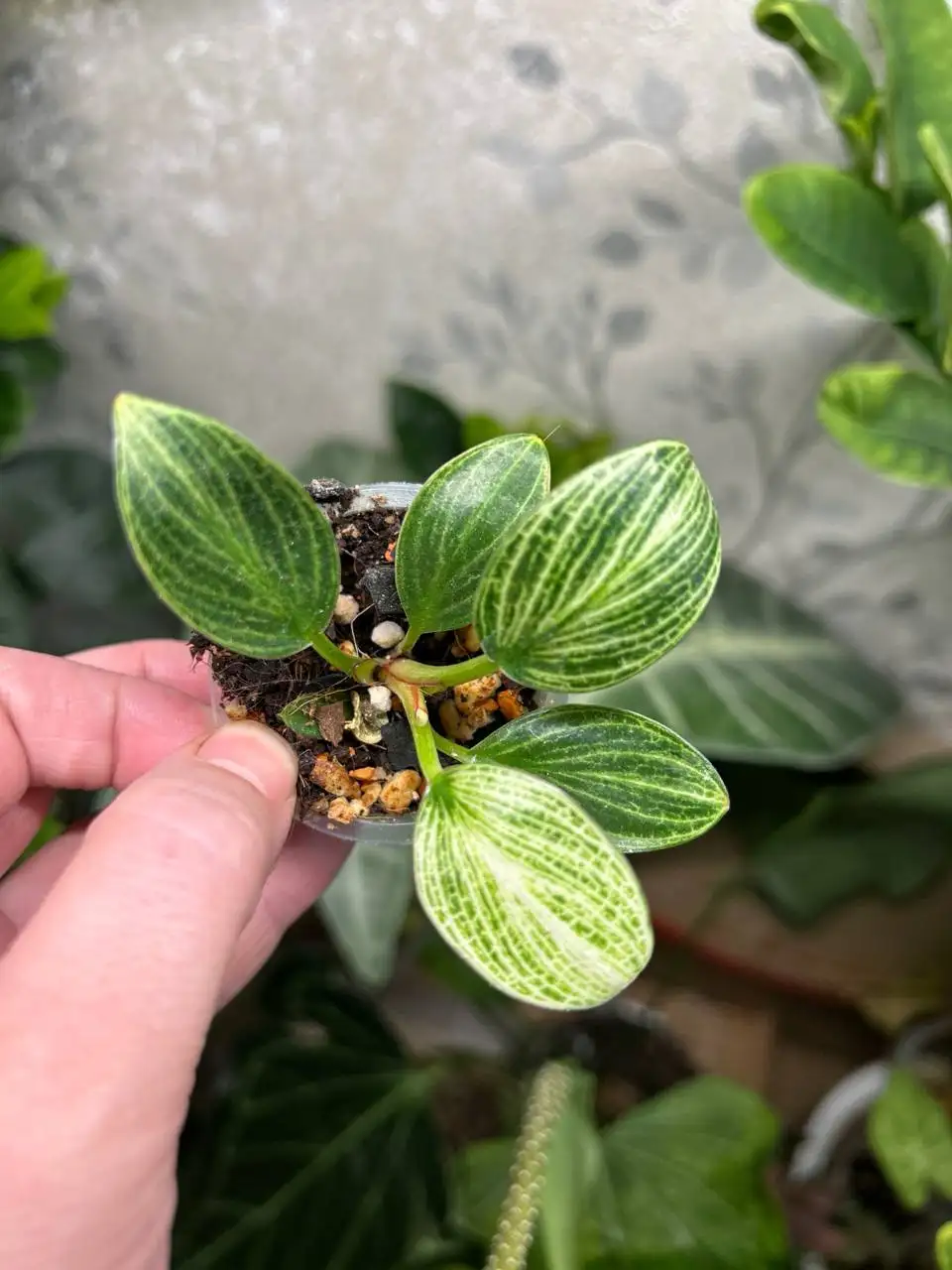 Филодендрон перидот - Комнатные растения (Хобби и отдых) в Красноярск