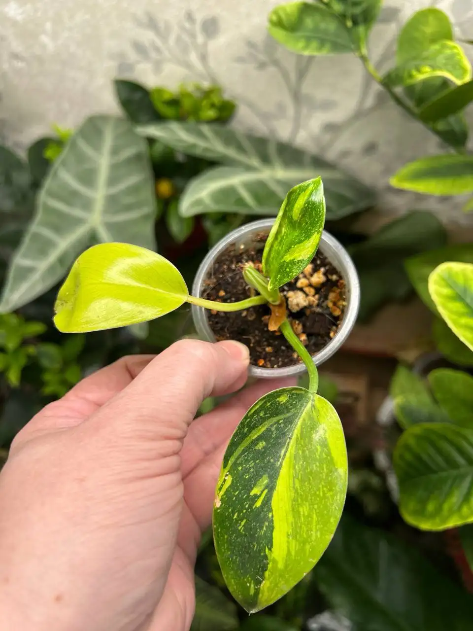 Продажа филодендрона Грин Конго марбл - Комнатные растения (Хобби и отдых) в Красноярск