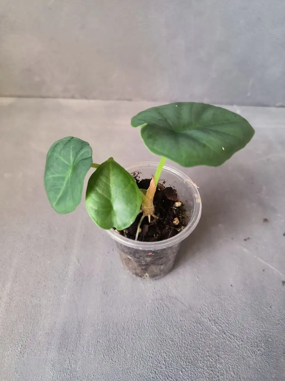 Алоказия Чаи с прикорневой деткой - Комнатные растения (Хобби и отдых) в Красноярск