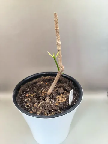 Пень кротона Тамара с двумя точками роста - Лотерея в Красноярск