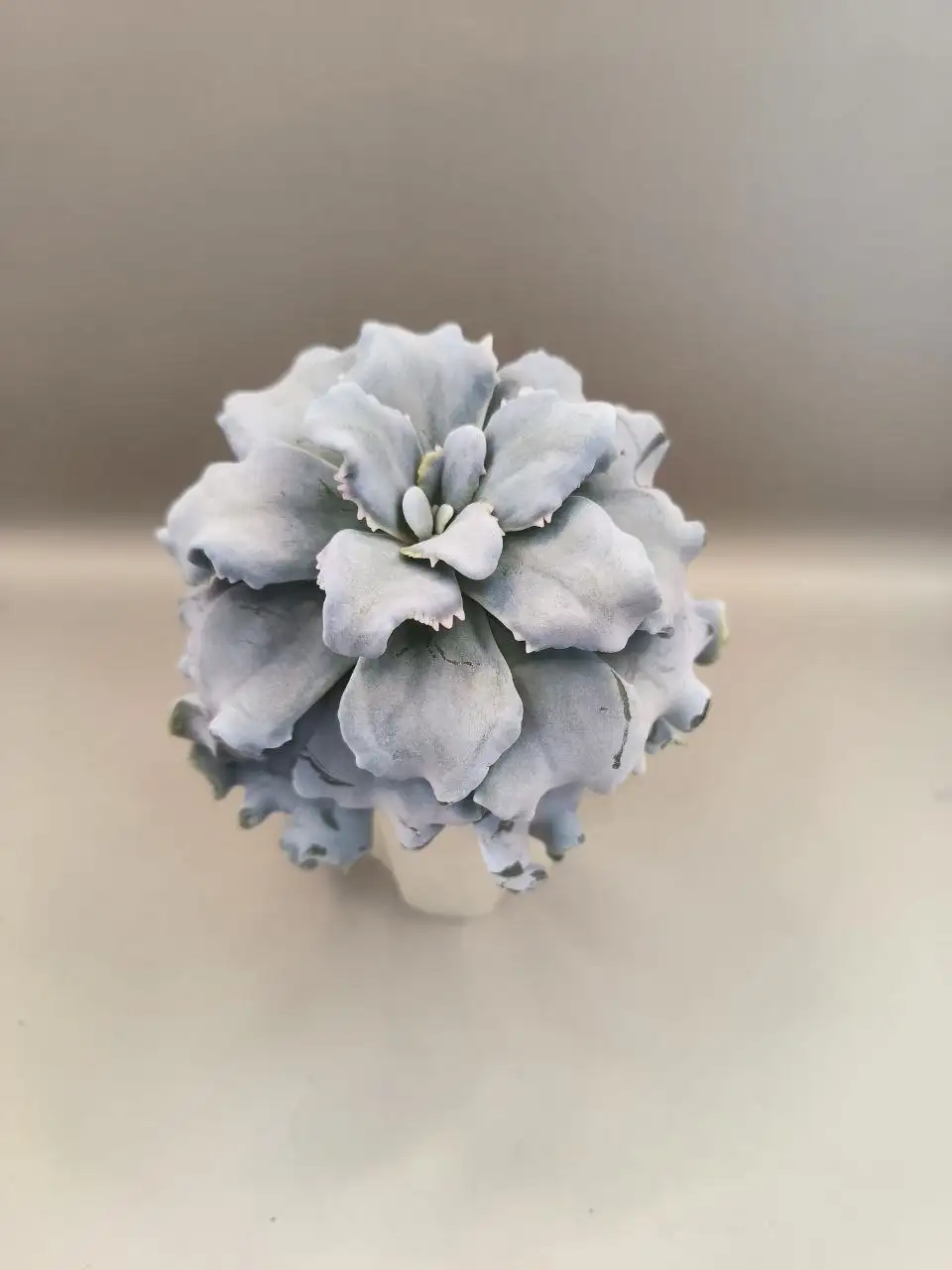 Эхеверия Криспат Бьюти - Комнатные растения (Хобби и отдых) в Красноярск