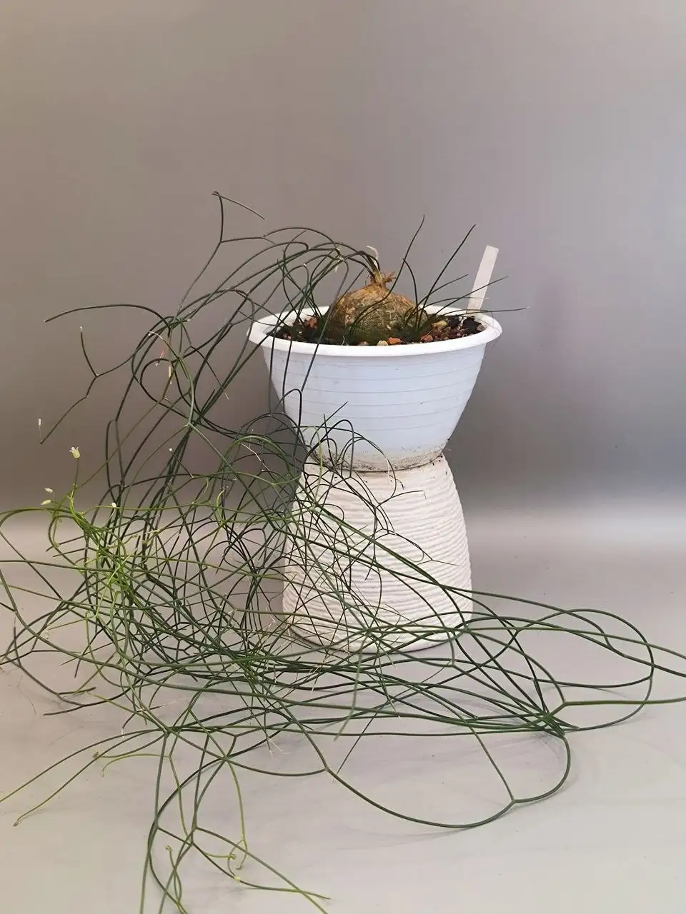 Взрослый шизобасис с детками - Комнатные растения (Хобби и отдых) в Красноярск