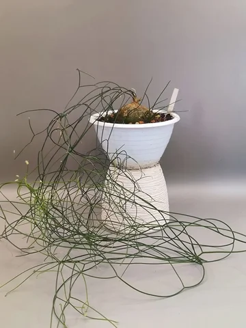 Взрослый шизобасис с детками - Лотерея в Красноярск