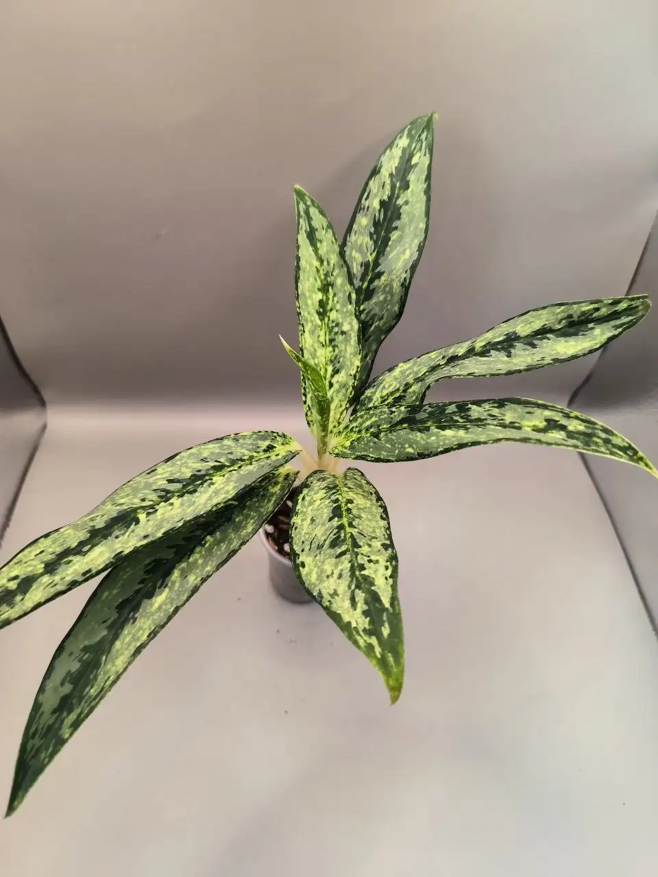 Аглаонема Брызги Шампанского - Комнатные растения (Для дома и дачи) в Красноярск