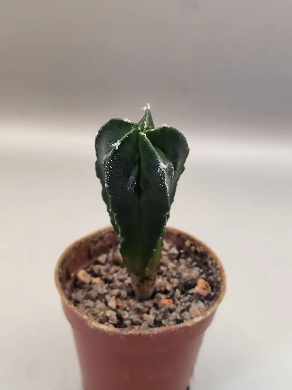 Астрофитум Мариостигма - Комнатные растения (Хобби и отдых) в Красноярск