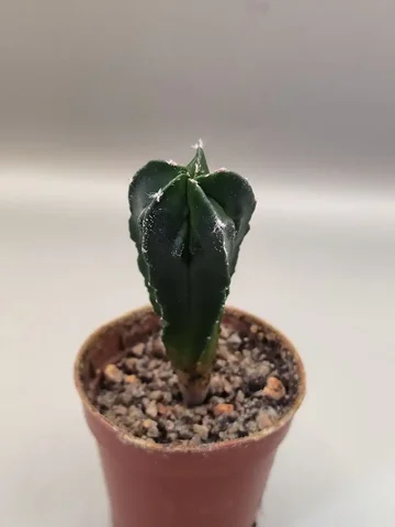 Астрофитум Мариостигма - Лотерея в Красноярск